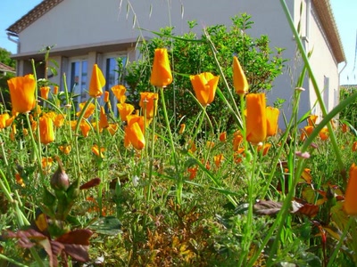 Œuvre de jean-pierre: fleurs de st jean de vedas