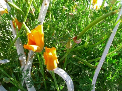 Œuvre de jean-pierre: fleurs de st jeande vedas