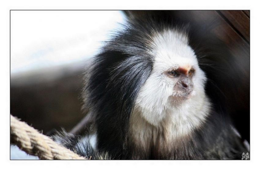 L'ouistiti à tête blanche