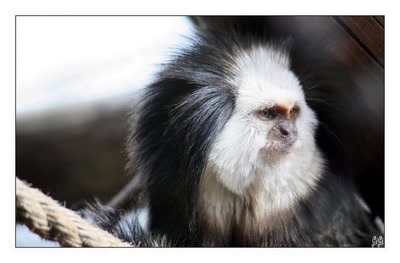 L'ouistiti à tête blanche