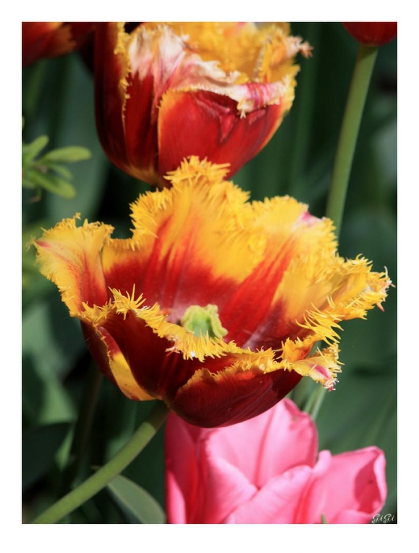 Tulipes