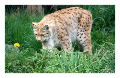 Œuvre de GiGine: Lynx