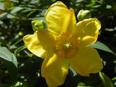 Œuvre de inano: fleurs