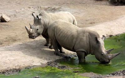 Œuvre de GiGine: Couple de rhinos