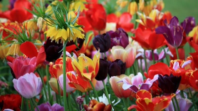 Œuvre de GiGine: Tapis de couleurs