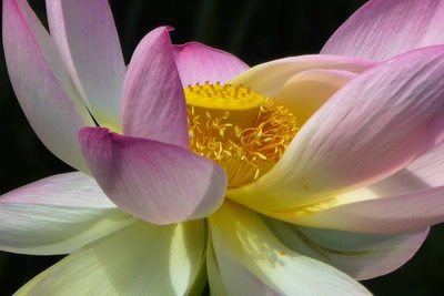 Œuvre de lumieres: A Coeur