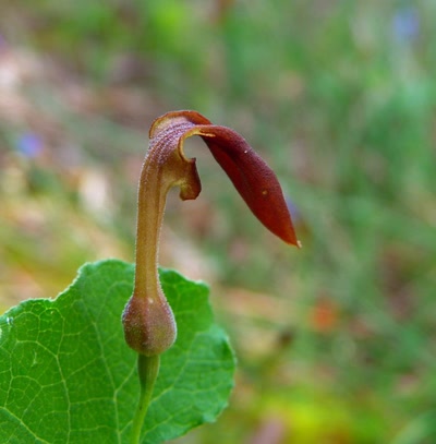 Œuvre de louloup: fleur de  l'aristolochia  rotunda 