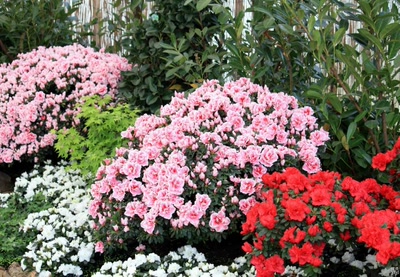 Résultat de recherche: fleurs, fleurs, fleurs....