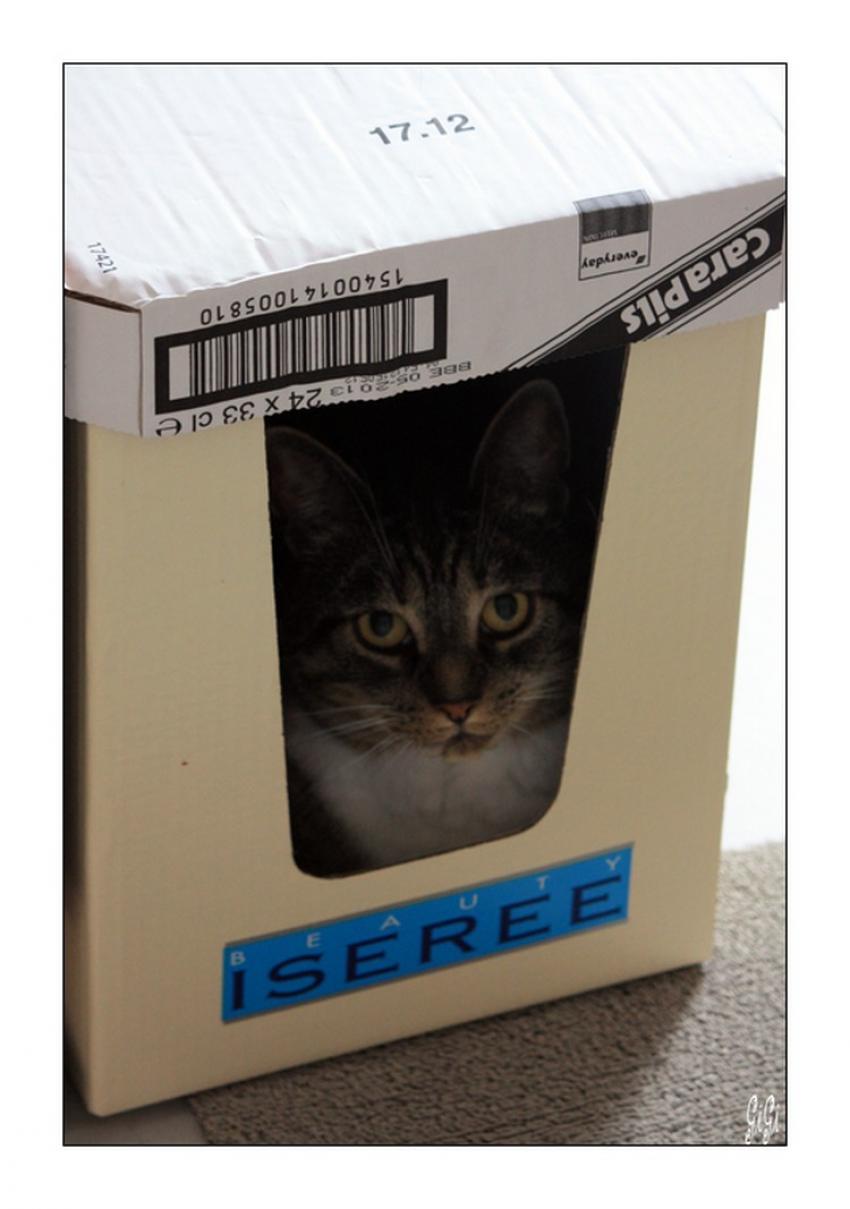 Mysty.... à l'abri !!!!