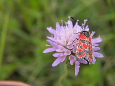 Œuvre de inano: insecte