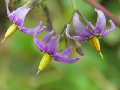 Œuvre de inano: fleurs