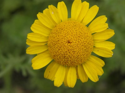 Œuvre de inano: fleurs