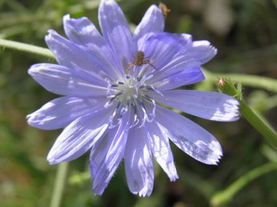 Œuvre de inano: fleurs