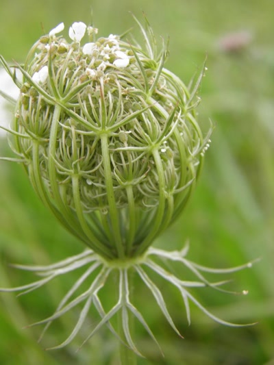 Œuvre de inano: fleurs