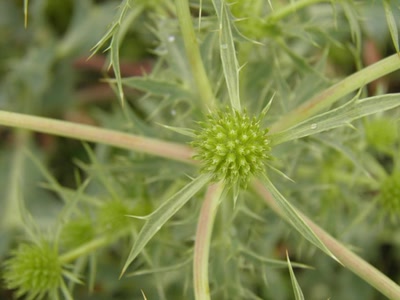 Œuvre de inano: fleurs