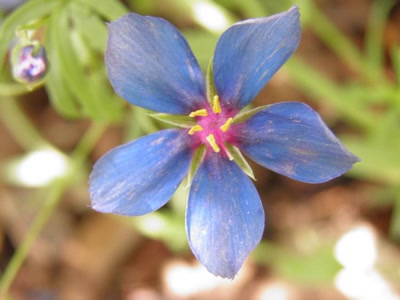 Œuvre de inano: fleurs