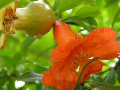 Œuvre de inano: fleurs