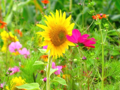 Œuvre de dedem: Couleurs