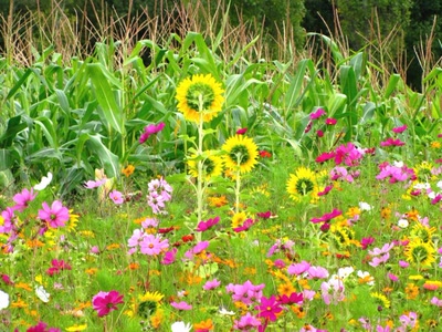 Œuvre de dedem: Couleurs