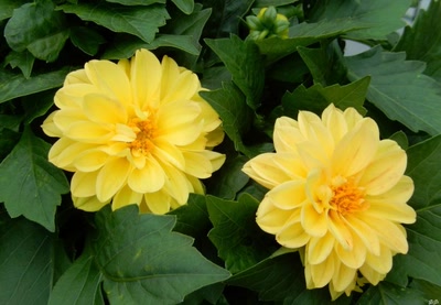 Œuvre de GiGine: Duo en jaune