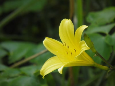 Œuvre de inano: fleurs