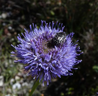 Scarabée sur une globulaire 