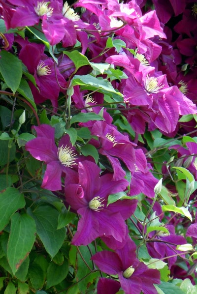 Résultat de recherche: Grappe de fleurs