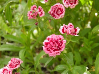 Œuvre de inano: fleurs