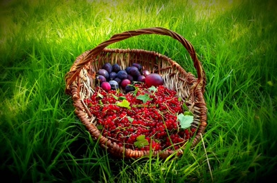 Œuvre de bnadine: le temps des confitures...