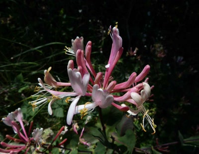 Résultat de recherche: Chevrefeuille sauvage 