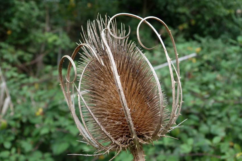 Cardère sauvage séchée 