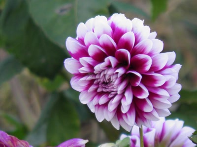 Œuvre de inano: fleurs