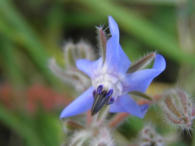 Œuvre de inano: fleurs