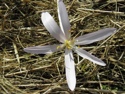 Œuvre de inano: fleurs