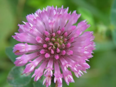 Œuvre de inano: fleurs