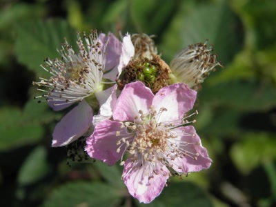 Œuvre de inano: fleurs