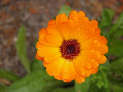 Œuvre de inano: fleurs