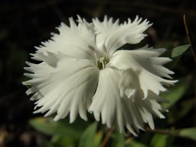 Œuvre de Laura: Oeilet de Chine