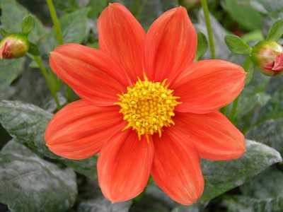 Œuvre de inano: fleurs