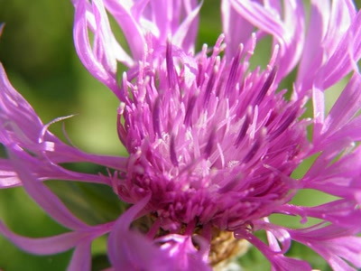 Œuvre de inano: fleurs