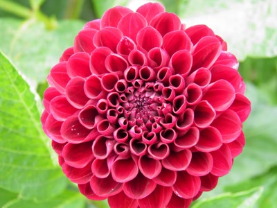 Œuvre de inano: fleurs