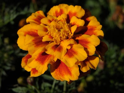 Œuvre de Laura: Oeillet d'inde