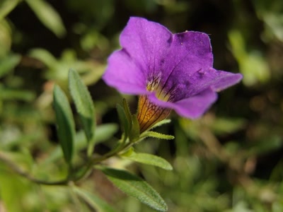 Résultat de recherche: Surfinia