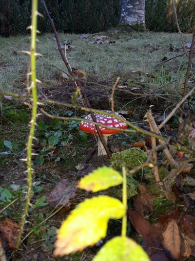 Œuvre de inano: champignons