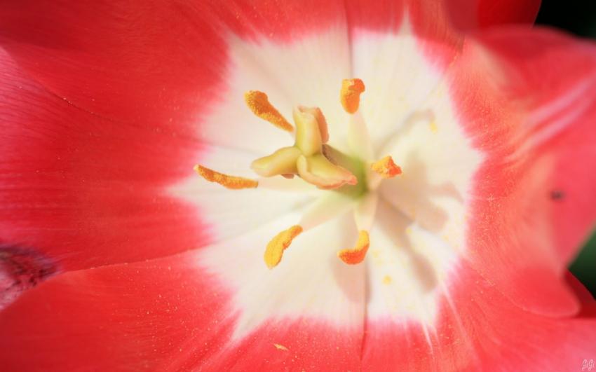 Une journée fleurie