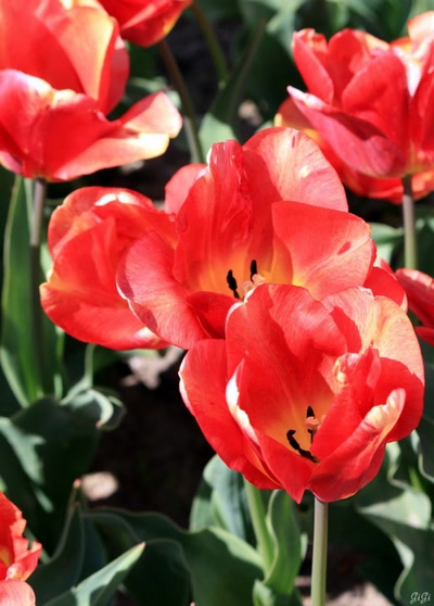 Œuvre de GiGine: Une journée fleurie