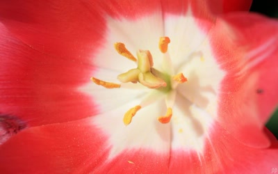 Œuvre de GiGine: Une journée fleurie