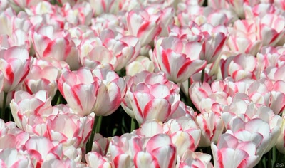 Œuvre de GiGine: Une journée fleurie