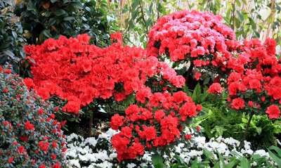 Résultat de recherche: Fleurs, fleurs, fleurs....