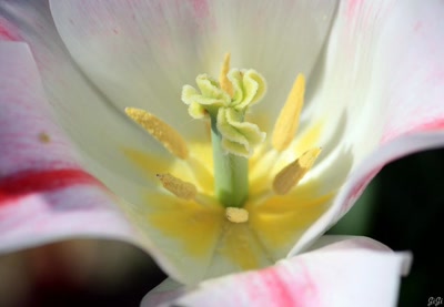 Œuvre de GiGine: Fleurs, fleurs, fleurs....